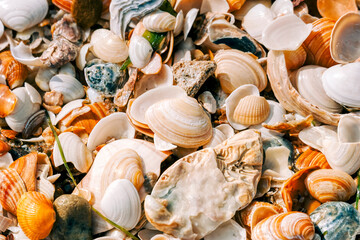 Seashell background