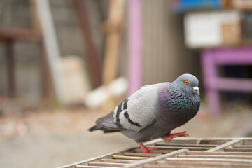 the pigeon stands on the cage