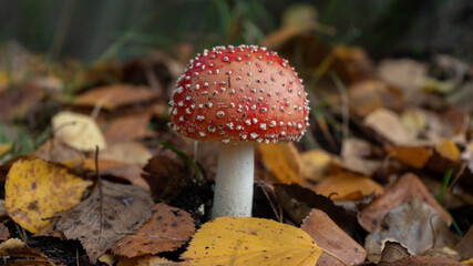 poisonous mushroom fly agaric grows in the autumn forest against the background of foliage
