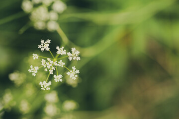 Close up image of beautiful  Cow parsley flower . Focus on flower.