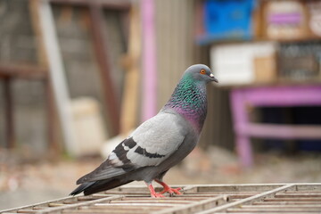 the pigeon stands on the cage