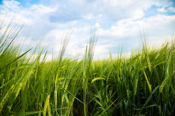 View of spikelets of green wheat in the field