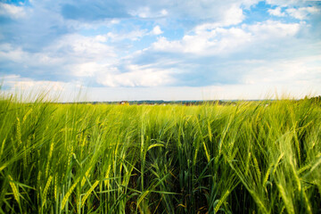 View of spikelets of green wheat in the field