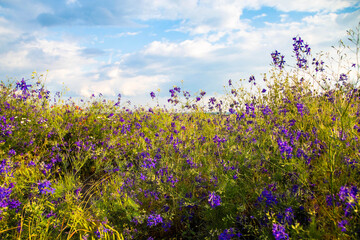 View of many blue flowers. wildflowers