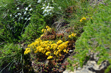 Close up of wild alpine flowers at Dondena, Aosta Valley, Italy in the natural reserve of Mount Avic.
