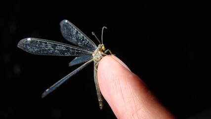 Antlion - Ant lion. antlion adult on the hand Stages of the antlion. close up of insect insects, insect, bugs, bug. Amazing Camouflage Animals. insect on the finger at night