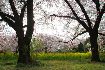 Fototapeta premium 桜と菜の花