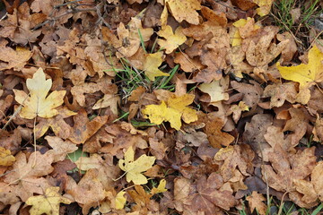 Yellow leaves on the ground in the forest