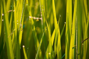 green grass with dew drops