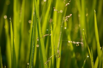 grass with dew drops