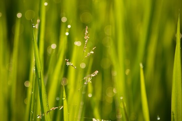 dew drops on grass
