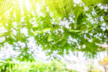 Beautiful Leucaena Leucocephala leaf on blurred greenery background in back garden and sunlight with copy space using as background natural green plants. Fresh nature wallpaper concept.