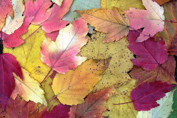 autumn colourful big and small leaves on white background