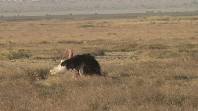 maasai ostrich mating in the bush