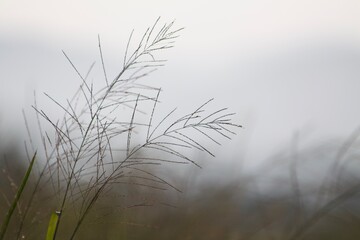Obraz premium reeds in the morning