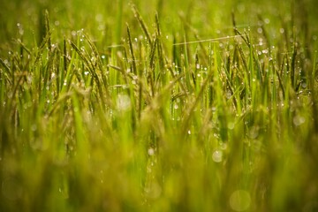 green grass with dew drops