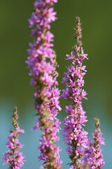 Gewöhnlicher Blutweiderich	