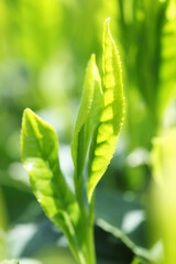 お茶の葉