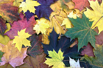 autumn colourful big and small leaves on white background