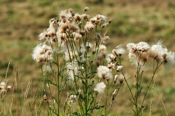 Samen der Acker-Kratzdistel	