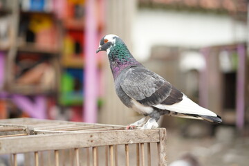 the pigeon stands on the cage