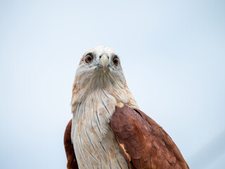 The red hawk has a reddish-brown color except the head and chest are white.