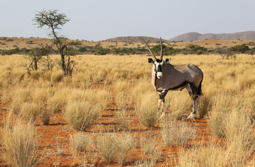 Gemsbok in the African Savannah