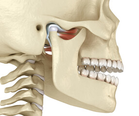 TMJ: The temporomandibular joints. Healthy occlusion anatomy. Medically accurate 3D illustration of human teeth and dentures concept
