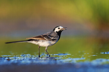 beautiful wild bird by the lake catches insects