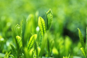 お茶の葉