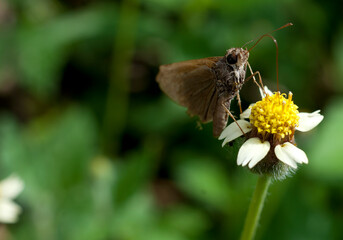 Obraz premium Mariposa bebiendo