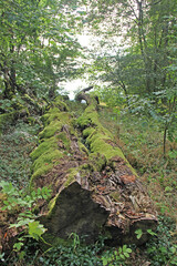 Obraz premium Totholz mit Moos