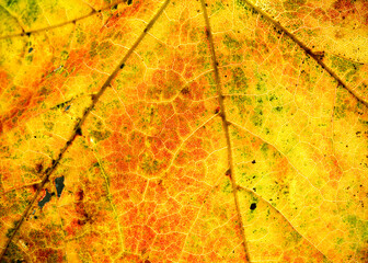 Extreme macro close up of yellow and orange autumn leaf. Background