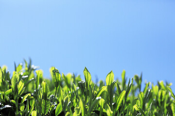 お茶の葉と青空