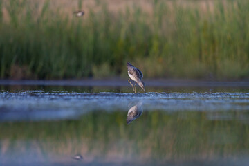 sandpiper at dusk in shallow water looking for food
