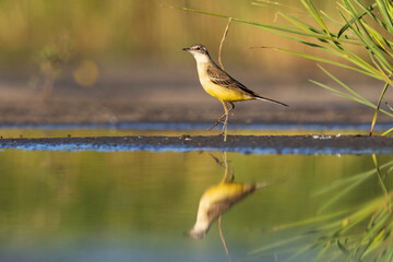 yellow wagtail stands on tiptoe near the water
