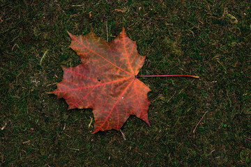 leave isolated on moss and grass background