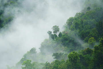 tropical forest with fog and mist