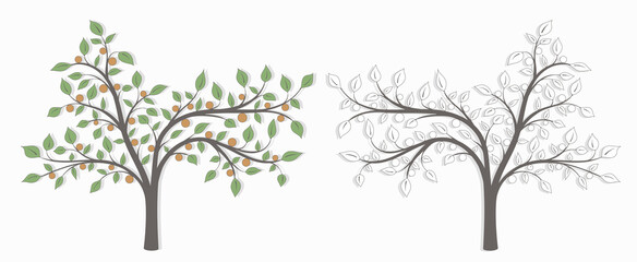 Tree with leaves and orange fruit in two versions black and white and colored on a white background