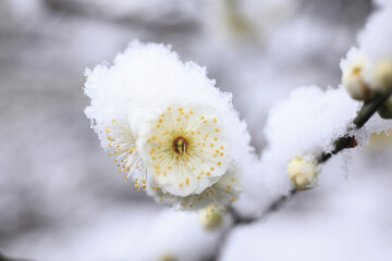 新雪に梅の花