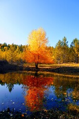 Autumnal Park. Autumn Trees and Leaves. Fall. Golden green orange leaves. Golden birch is reflected in the blue forest lake