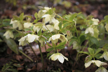 クリスマスローズ