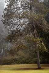 single tree growing near dence forest in grass and fog