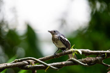 Oriental Magpie Robin