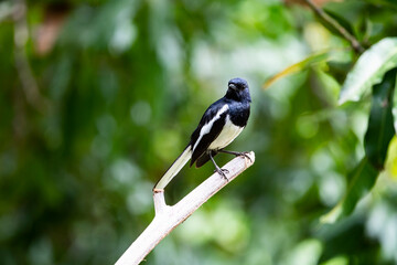 Oriental Magpie Robin