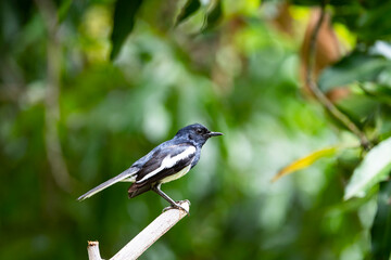 Oriental Magpie Robin