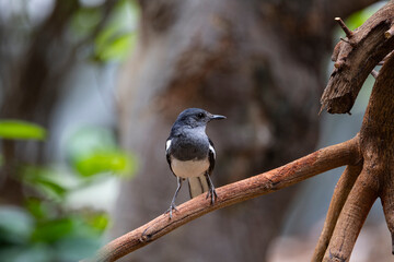 Oriental Magpie Robin