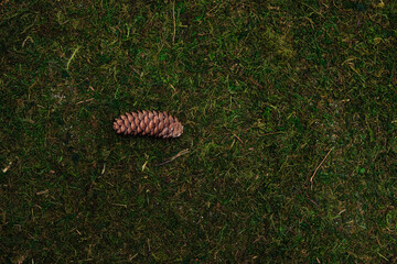 Cone on grass and moss background