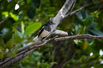 Oriental Magpie Rdobin