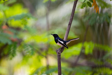 Oriental Magpie Robin
